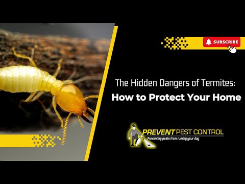 The Hidden Dangers of Termites: How to Protect Your Home