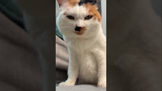 #cat #cute #catvideo #cutecat #funnyvideo #funny #pets