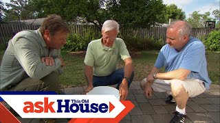 How to Treat Disease with Citrus Trees