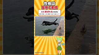 【犬種シリーズ #21】名前の土地の犬ではない｜ラブラドール・レトリーバー