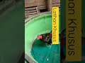 Shortvideos Cara Melatih Ayam Pakhoy