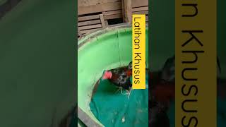 Download lagu #shortvideos cara melatih ayam pakhoy mp3