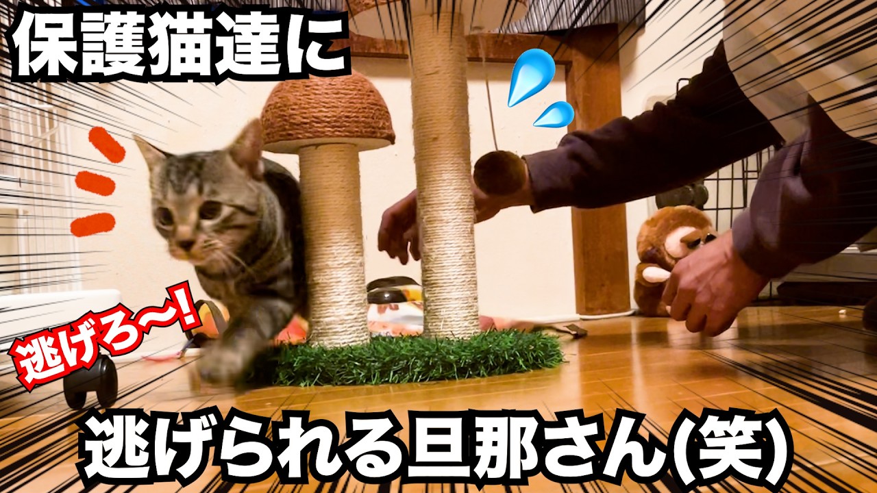 保護野良猫兄弟に可愛くてちょっかい出し逃げられる旦那さん（笑） #猫 #保護猫 #cat