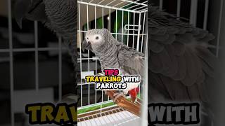Tips: Traveling When You Have Parrots