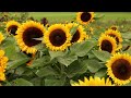 Sunflower Patch