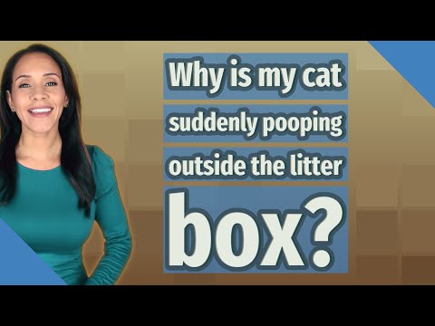 Why is my cat suddenly pooping outside the litter box?