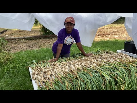 , title : 'CURING GARLIC The Homestead Heart Way'