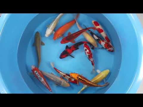 161 Nisai Mix Marusei