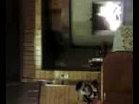 maritzu indragostitul slavesti