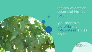 LalVigne PROHYDRO - Reduzca los daños por insolación y deshidratación en viñedos