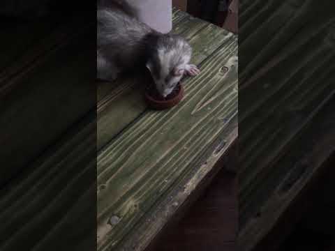 YouTube video about: Can ferrets eat mealworms?
