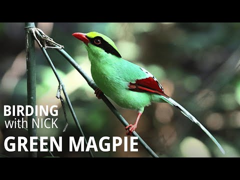 Straka zelená (Cissa chinensis) — video o speve a chove