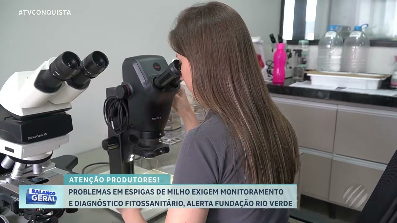 Fundação Rio Verde alerta para fungos em espigas de milho em Mato Grosso