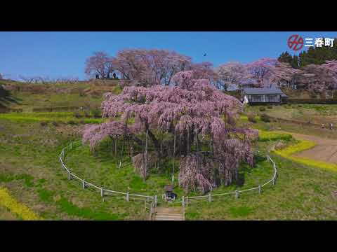 三春泷樱、是名列日本三大樱花之一 － 三春滝桜【ドローン空撮映像中国語（簡体字）字幕】－