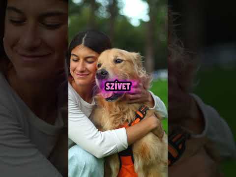 Azt hitte a menyasszony elvesztette a kutyusát majdnem #dog #marriedlife