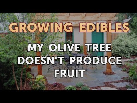 How to Grow Mangosteen From Seed