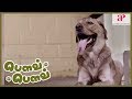 Bow Bow 2019 Tamil Movie Scene Canine Tries To Find Master Ahaan Latest Tamil Movies