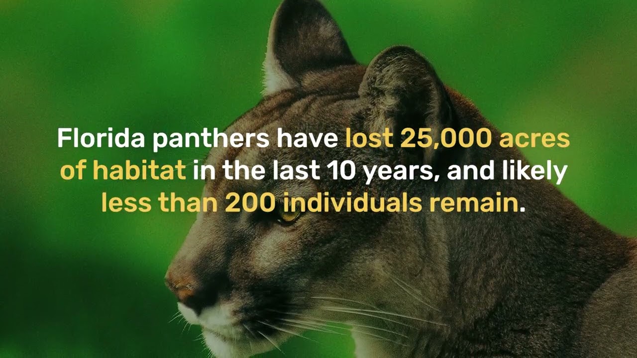 Saving Florida Panthers
