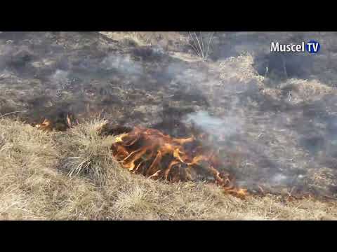 Jurnal MUSCEL TV 20.02.2023 Incendii de vegetație în Argeș