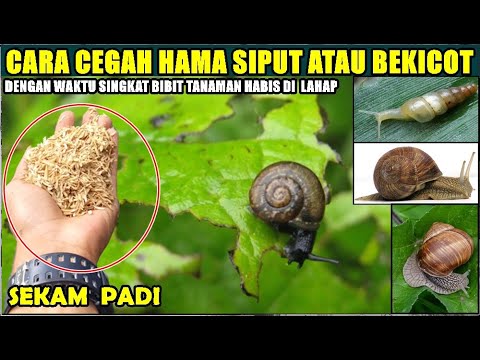 , title : 'Cara Mudah Cegah Hama Siput Atau Bekicot Pada Tanaman'