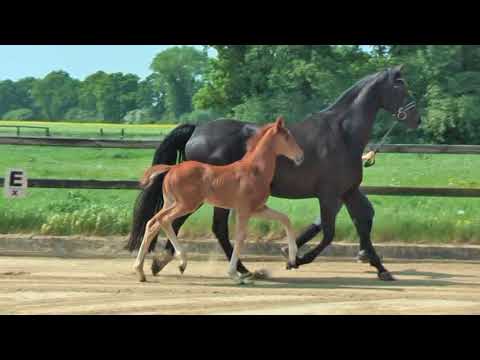 Hengstfohlen von Quantensprung