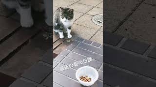 毎朝来る野良猫さん　#ショート
