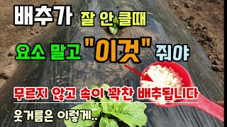배추 심고 잘 안클때 요소말고 이것 줘야 웃자라고 무르지 않고 속이 꽉찬 배추된다 배추웃거름시기 간격 방법