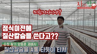 딸기 정식 이전에 질산칼슘을 관주한다고??? 왜????