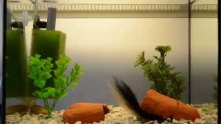 Jigstreamer BULDA  60