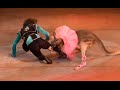Circus Kangaroo Attacked The Guy Smile