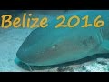 Diving - Belize 2016 - Turtnella & Nursy - Karibik