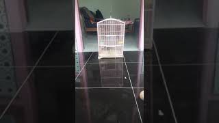 Download lagu perkutut harga 1 milyar mp3