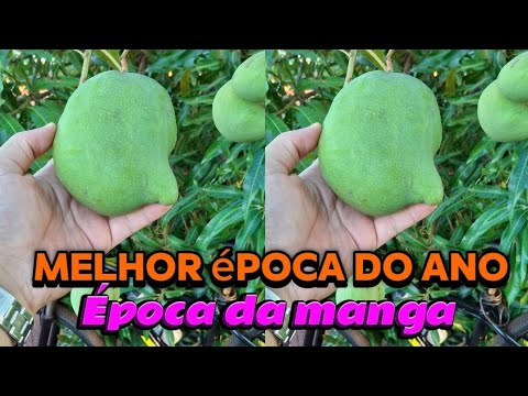 Melhor época do ano , época da manga no interior Paulista,Morro agudo SP é o lugar 🥭🥭🥭🥭🥭🥭🥭🥭🥭🥭🥭🥭🥭🥭🥭🥭