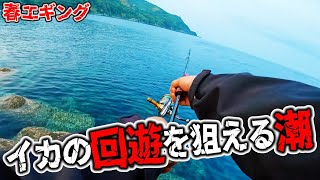 【春エギング】アオリイカの回遊を狙えるオススメの潮！リスナーが持ってきたイカに驚愕‼