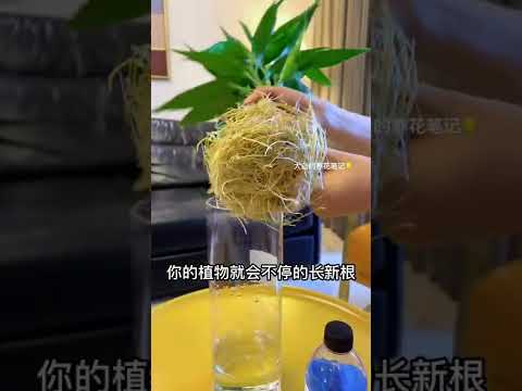 水栽植物