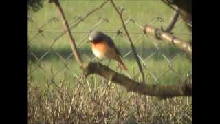 preview picture of video 'pleszka (Phoenicurus phoenicurus), Common Redstart'