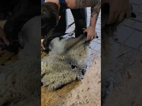 , title : 'Real Time Finn Sheep Shearing'