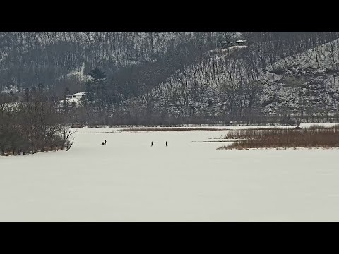 Trempealeau Eagles: The Mississippi River is frozen over, people are on the ice. -- 2026 01 03