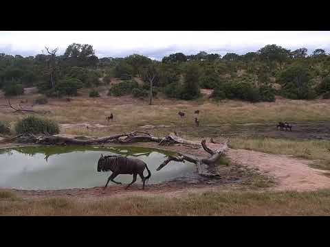 Djuma: Wildebeest chasing each other around playing - 14:01 - 04/12/19
