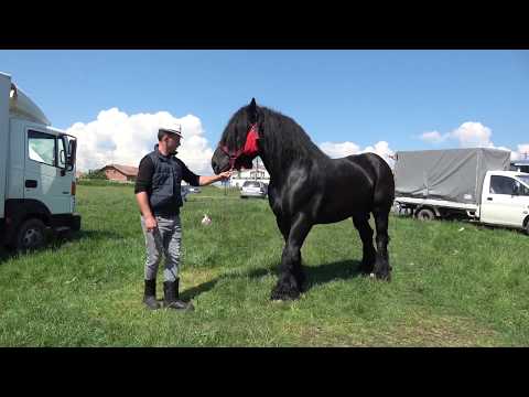 Targul de cai de la Huedin, Cluj 28 Mai 2018