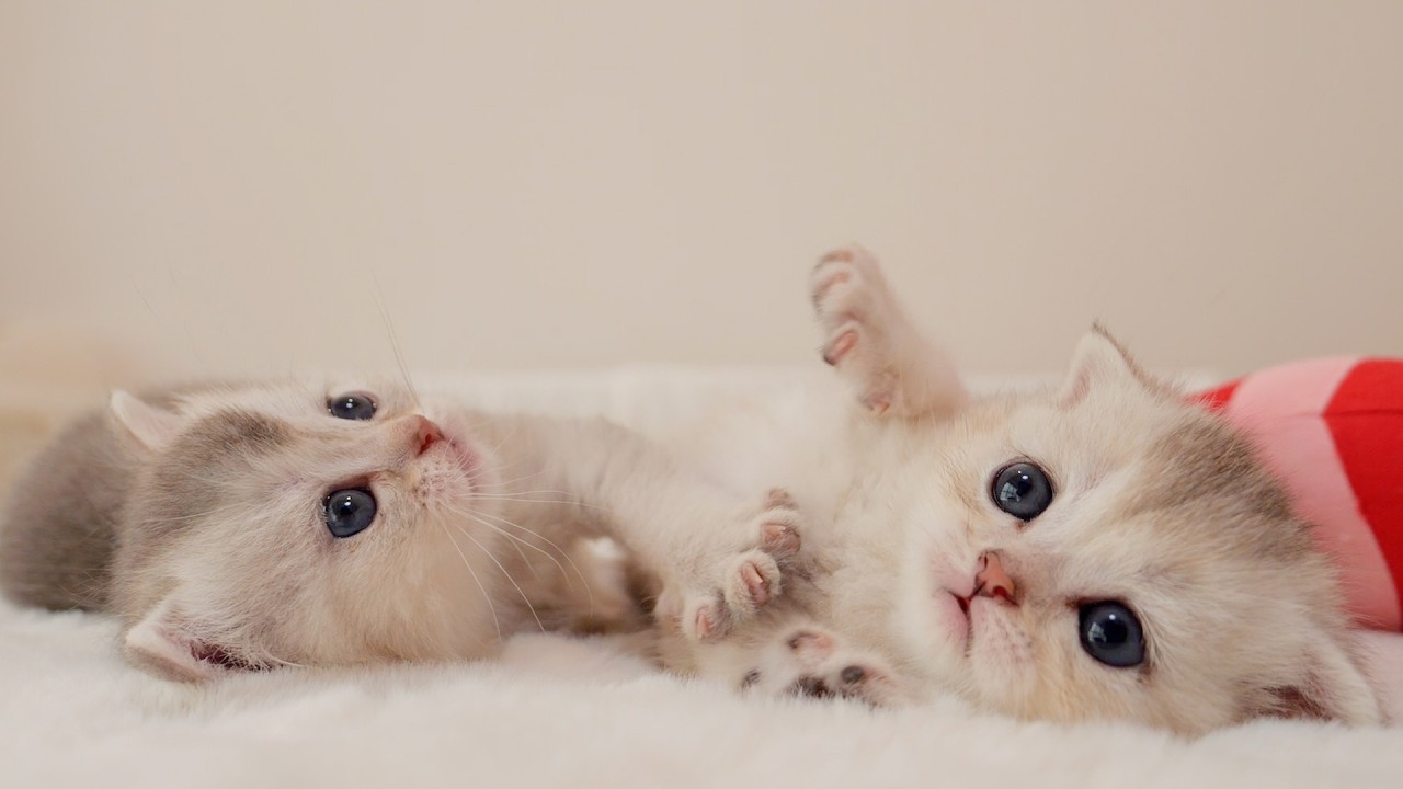 The kittens squabbling over toys were just too cute!