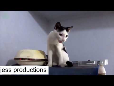 compilation of cats meow