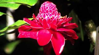 Solfeggio 396 Hz - Liberation from Fear HD