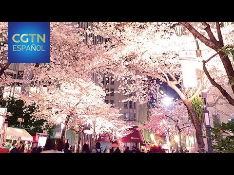 La increíble belleza de los cerezos en flor en Japón