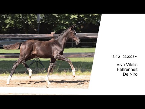 Stf v Viva Vitalis x Fahrenheit x De Niro 2023