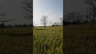 preview picture of video '20 ایکڑ زرعی زمین برائے فروخت30لاکھ پرایکڑ بہت ہی مناسب ڈیل ہے'