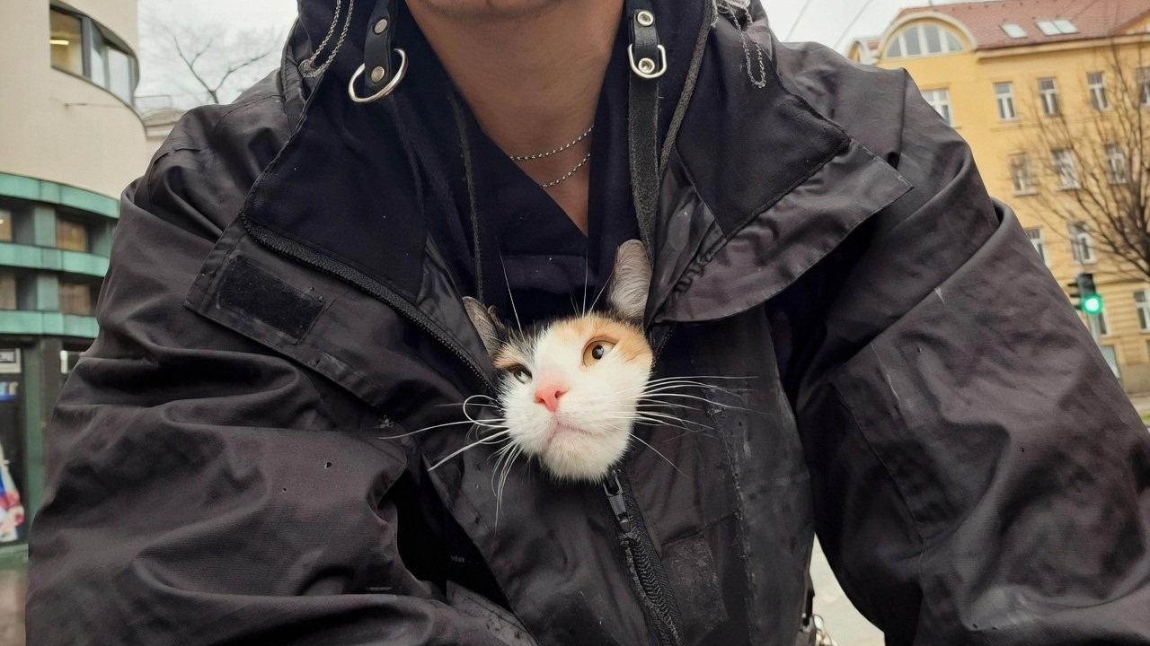 UNUSUAL MEMES COMPILATION V366