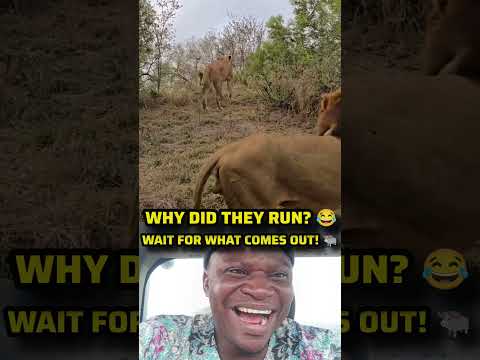 THE LIONS THOUGHT THEY WERE THE HUNTERS UNTIL THIS.😳🐃 #shorts #funny #wildlife #animals #lions