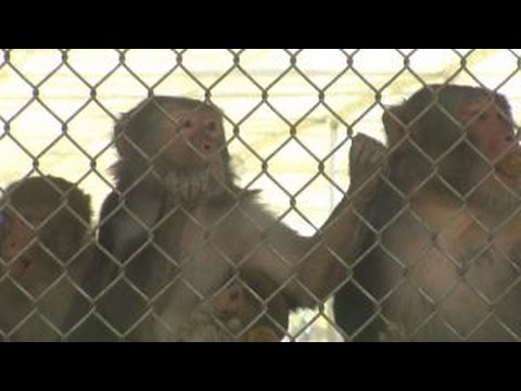 Fighting Zika with monkeys
