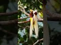 The lesser bird of paradise  #nature #birds #shorts